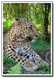 Dooars  Packages Tours